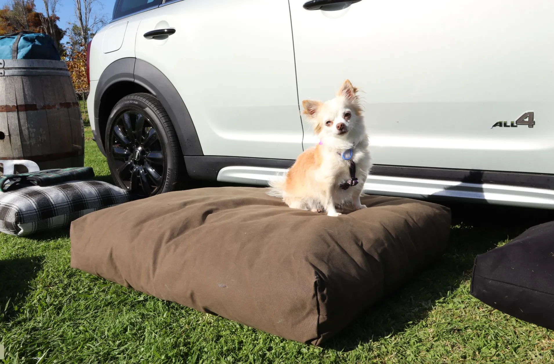 Adventure Dog Beds