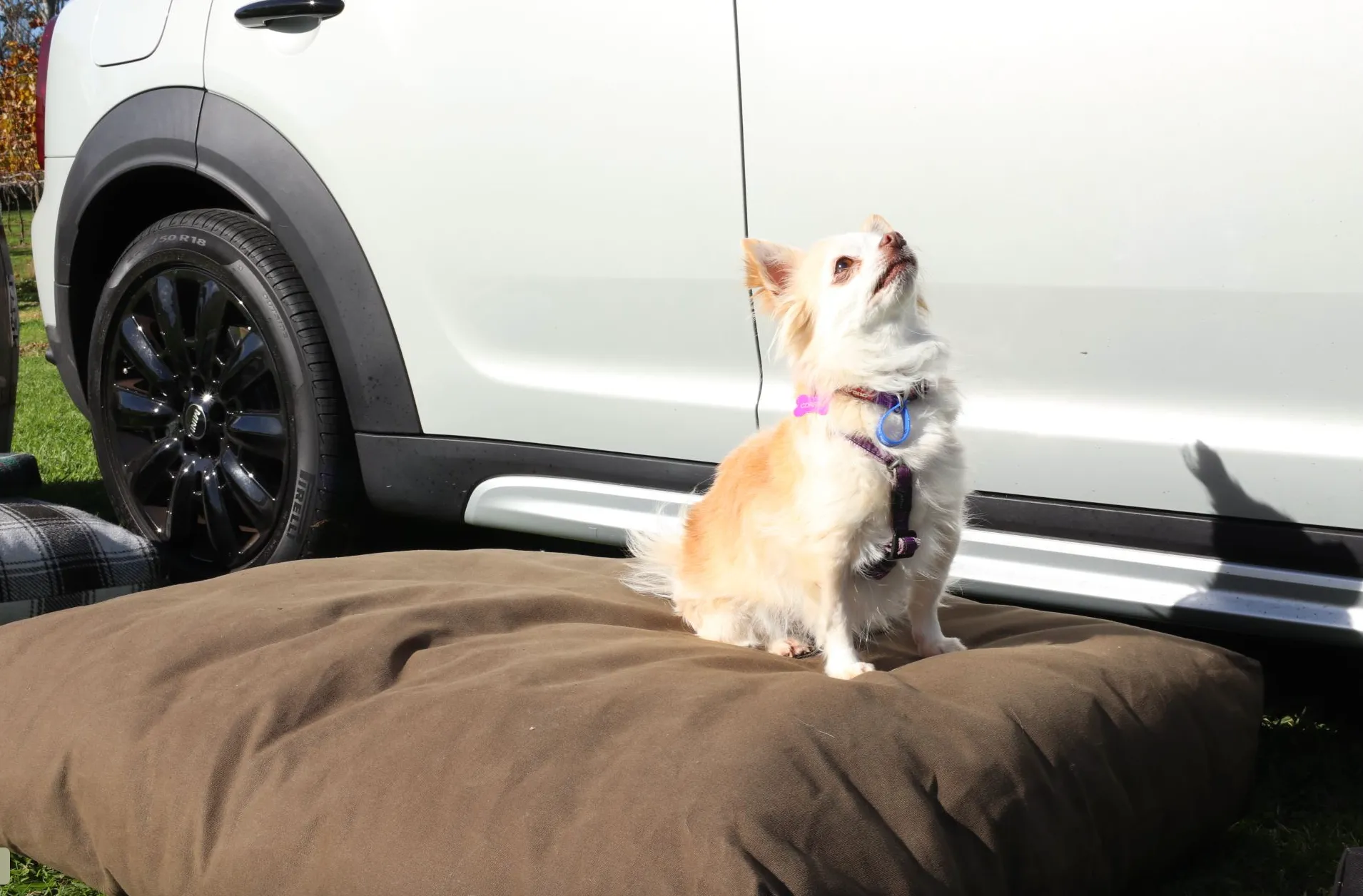 Adventure Dog Beds