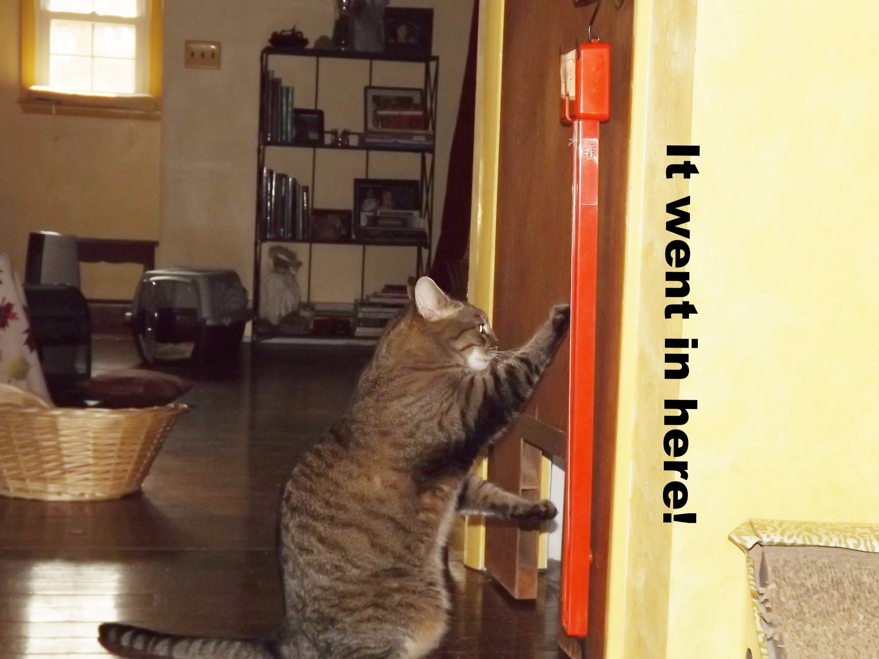 Fling-ama-String™ Interactive Cat Toy