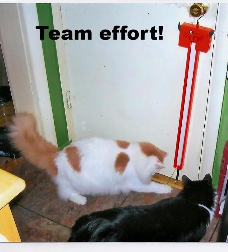 Fling-ama-String™ Interactive Cat Toy