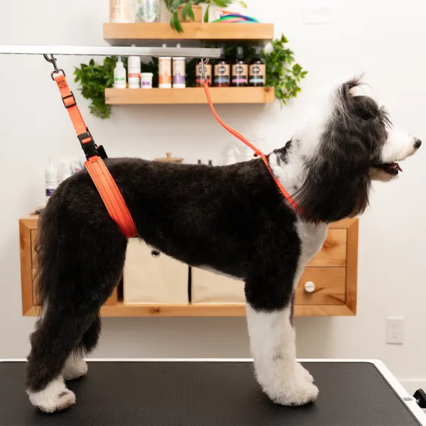 Jelly Pet Grooming Belly Loop [8 colours] ...