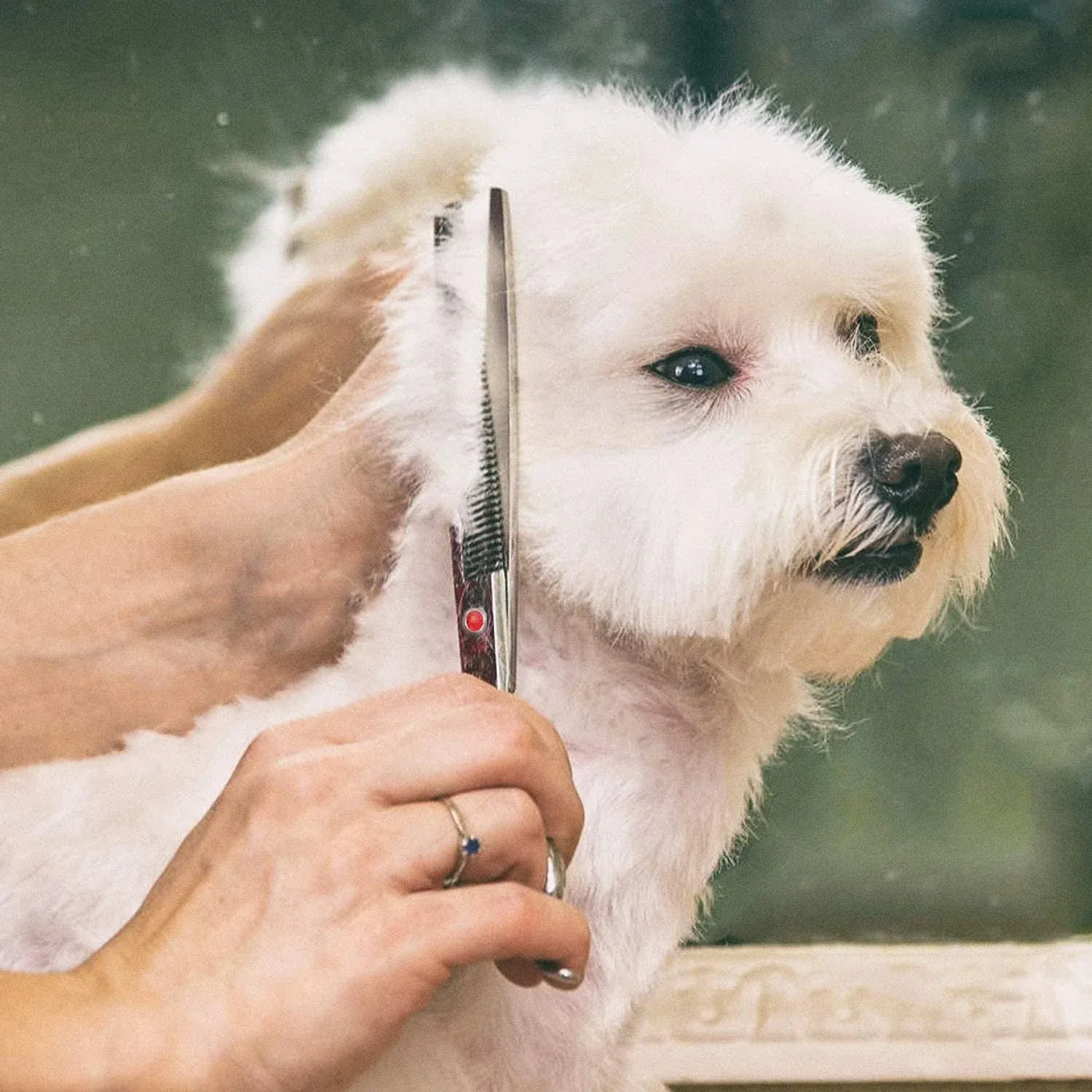 Professional Pet Grooming Scissors Set for Dogs and Cats